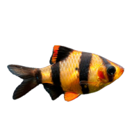 Imagem do produto Sumatra